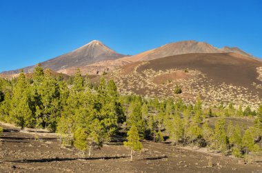 El Teide Milli Parkı, Tenerife, Kanarya Adası, İspanya.