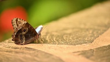 Mavi bir Morpho kelebeği güneş ışığından yapılmış bir taşın üzerinde duruyor. Katlanmış kanatları, karmaşık kahverengi renkler ve çarpıcı göz lekeleri sergiliyor. İnce bir arka plan hareketi ve sıcak ışık narin hareket ve doğal güzelliklerle dolu sakin bir tropikal atmosferi çağrıştırıyor.. 