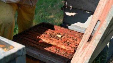Tanınmayan arıcı güneş ışığı altında bal peteği açıyor ve arıları inceliyor. Kırsal bir ortamda insan ve böcekler arasındaki doğal uyum, bakım ve bağlantıyı gösteren arı çalışmalarına yakından bakın. Yüksek kalite 4k görüntü