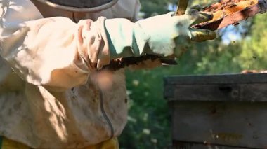 Tanınmayan arıcı güneş ışığı altında bal peteği açıyor ve arıları inceliyor. Kırsal bir ortamda insan ve böcekler arasındaki doğal uyum, bakım ve bağlantıyı gösteren arı çalışmalarına yakından bakın. Yüksek kalite 4k görüntü