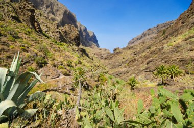 Doğal görünümünü Masca Kanyon Tenerife, Kanarya Adaları, İspanya.