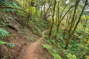Yağmur ormanı Garajonay Ulusal Park, La Gomera, Kanarya Adaları, İspanya.