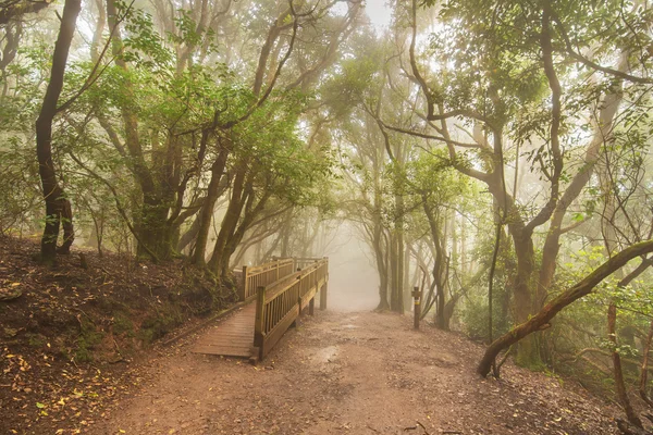 Floresta nebulosa nas montanhas de Anaga, Tenerife, ilha Canária, Espanha . — Fotografia de Stock