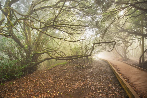 Floresta nebulosa nas montanhas de Anaga, Tenerife, ilha Canária, Espanha . — Fotografia de Stock