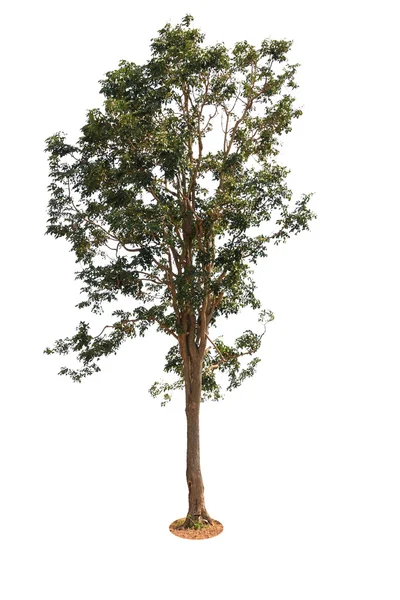 Árvore decídua isolada — Fotografia de Stock