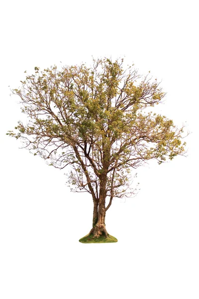 Izolované listnatý strom — Stock fotografie