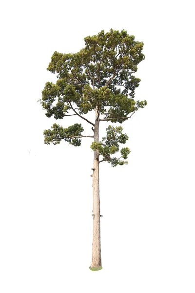 Árbol caducifolio aislado — Foto de Stock