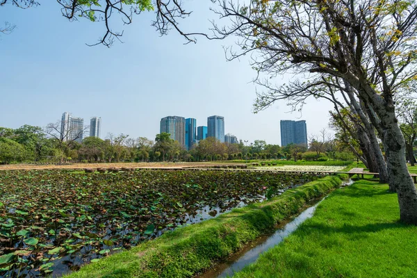 Park Bangkoku Koncepcja Tajlandii Park Miejski Pod Błękitnym Niebem Tłem — Zdjęcie stockowe