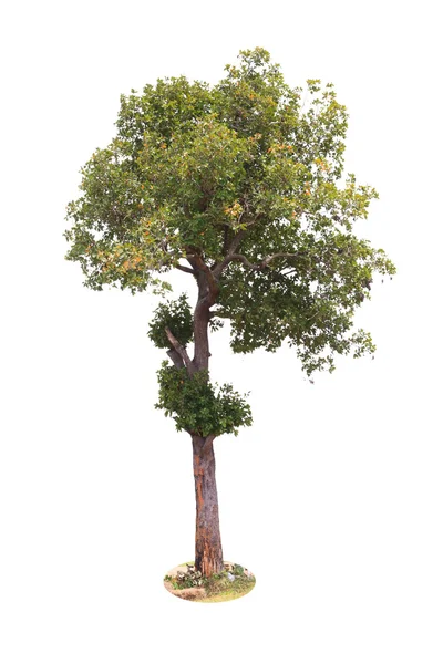 Deciduous tree — Stock Photo, Image