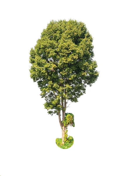 Deciduous tree — Stock Photo, Image