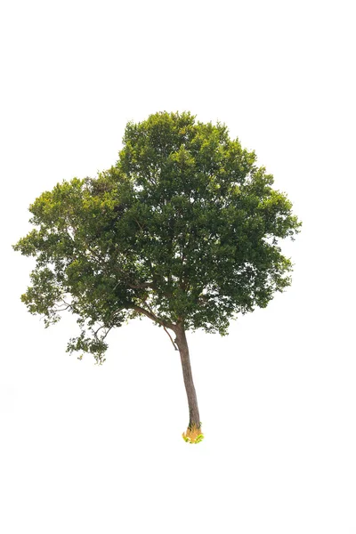 Albero deciduo — Foto Stock