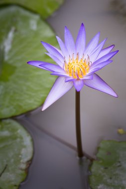 Lotus