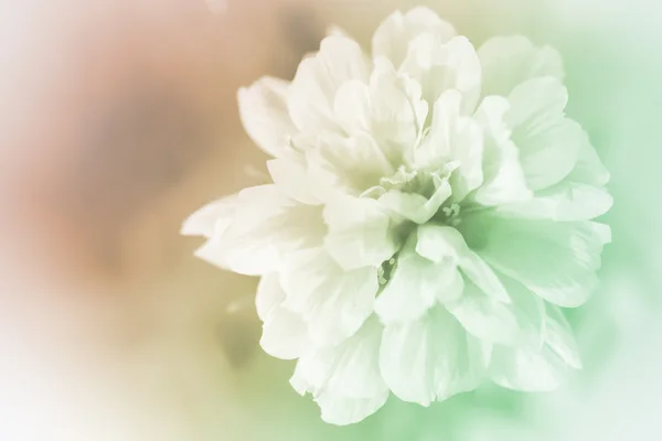 Beautiful flowers — Stock Photo, Image