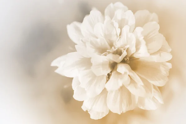 Beautiful flowers — Stock Photo, Image