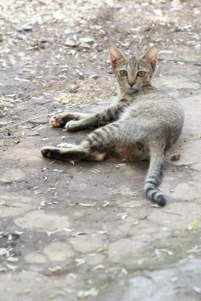 地上の猫は — ストック写真