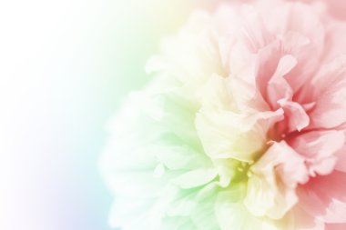 Arkaplan için güzel çiçekler