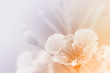 Arkaplan için güzel çiçekler