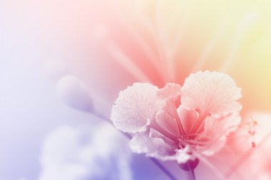 Arkaplan için güzel çiçekler