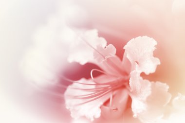 Arkaplan için güzel çiçekler