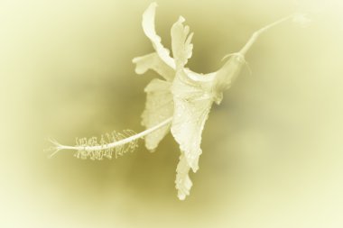 Arkaplan için güzel çiçekler