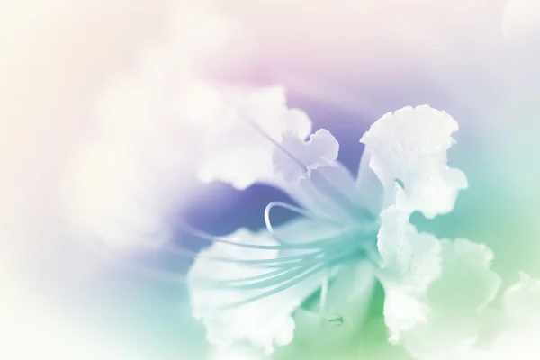 Beautiful flowers pastel color — Stock Photo, Image