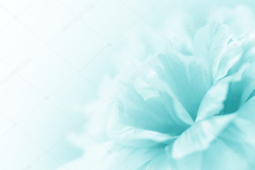 beautiful flowers for background