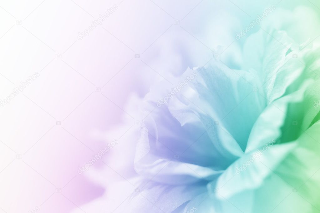 beautiful flowers for background