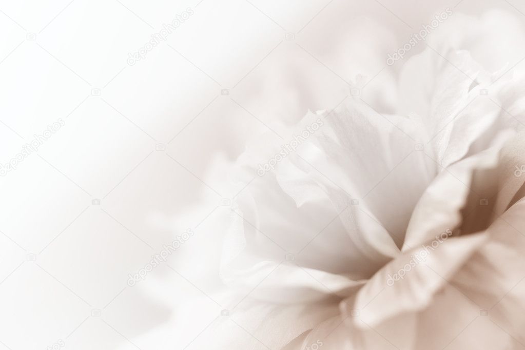 beautiful flowers for background