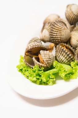 Kan Cockle beyaz arka plan üzerinde