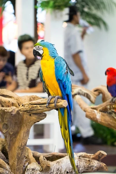 Guacamayo en el tronco — Foto de Stock