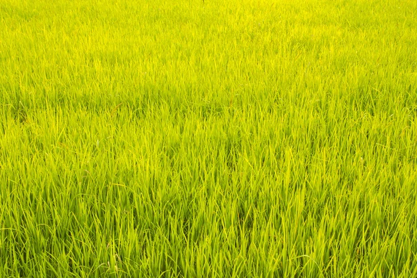 Golden rice filed — Stock Photo, Image