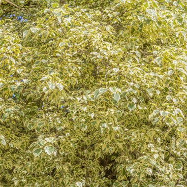 yaprak yeşil arka plan