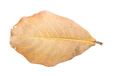 Beyaz kuru yapraklar