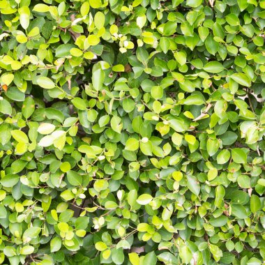 arkaplan için yeşil yaprak