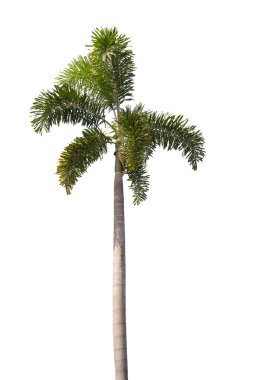 Beyaz arkaplanda ağaç