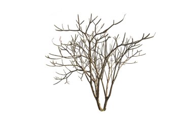 Beyaz arkaplanda ağaç