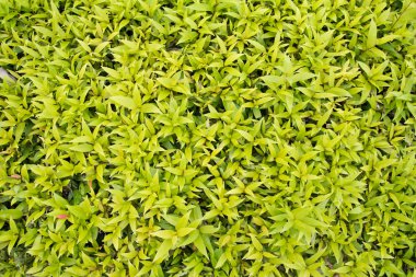 arkaplan için yeşil yaprak