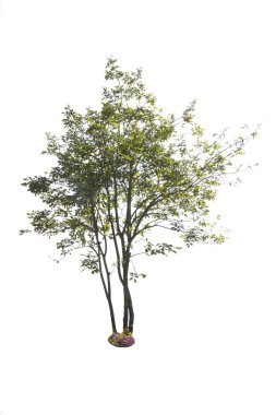 Beyaz arkaplanda ağaç