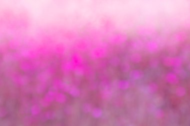 Sarı cosmos çiçek