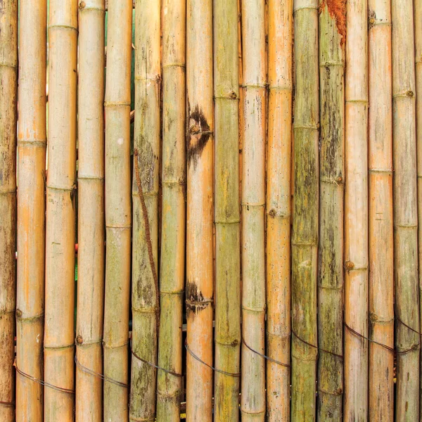 Bambu para fundo — Fotografia de Stock