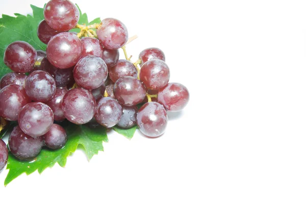 Grapes  on white background — Stock Photo, Image