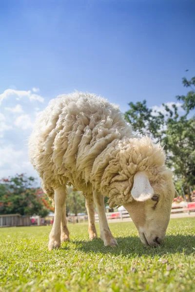 Schafe weiden auf einem Feld lizenzfreie Stockbilder