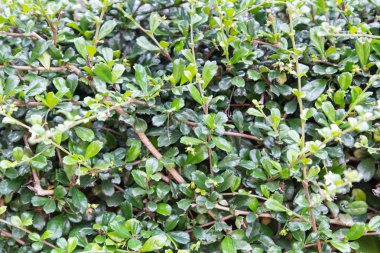 yaprak arka planı için