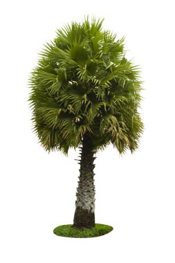 Plam beyaz arka plan üzerinde