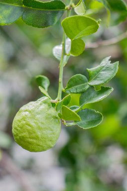Bergamot meyve