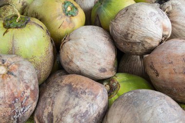 tropikal Hindistan cevizi