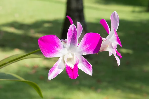 Orchidea viola in nat — Foto Stock