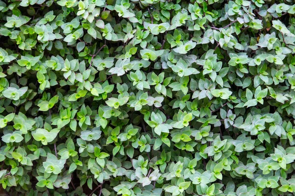 Leaf for background — Stock Photo, Image