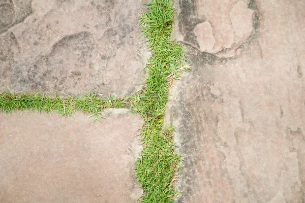 Roca de fondo con hierba — Foto de Stock