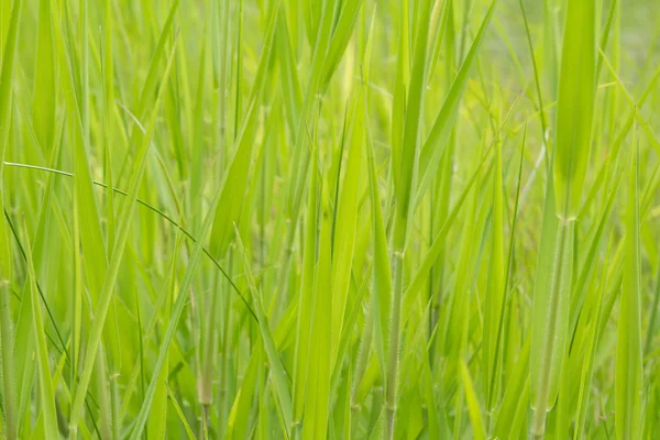 Grünes Gras — Stockfoto